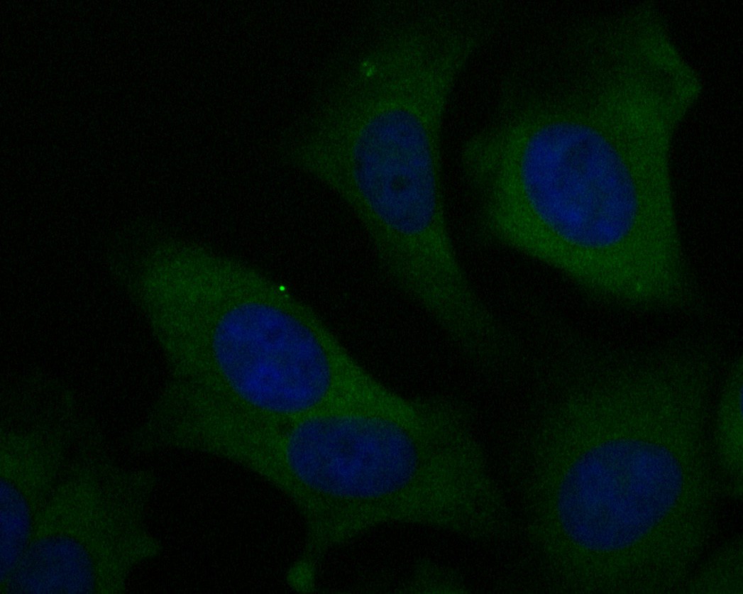 MCF-7 cell; 4% Paraformaldehyde-fixed; Triton X-100 at room temperature for 20 min; Blocking buffer (normal goat serum, C-0005) at 37°C for 20 min; Antibody incubation with (Elongation factor 1-gamma) monoclonal Antibody, Unconjugated (bsm-54719R) 1:100, 90 minutes at 37°C; followed by a conjugated Goat Anti-Rabbit IgG antibody at 37°C for 90 minutes, DAPI (blue, C02-04002) was used to stain the cell nuclei.