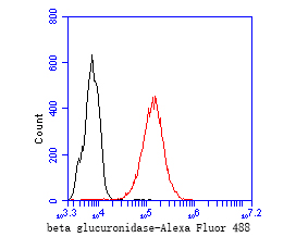 THP-1 cells were fixed,permeabilized and incubated in 5% BSA blocking buffer for 30 min at room temperature. Cells were then stained with Beta glucuronidase Monoclonal Antibody(bsm-54726R)at 1:50 dilution in blocking buffer and incubated for 30 min at room temperature, washed twice with 2%BSA in PBS, followed by secondary antibody incubation for 40 min at room temperature. Acquisitions of 20,000 events were performed. Cells stained with primary antibody (red).