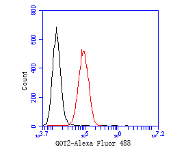 Siha cells were fixed,permeabilized and incubated in 5% BSA blocking buffer for 30 min at room temperature. Cells were then stained with GOT2 Monoclonal Antibody(bsm-54731R)at 1:50 dilution in blocking buffer and incubated for 30 min at room temperature, washed twice with 2%BSA in PBS, followed by secondary antibody incubation for 40 min at room temperature. Acquisitions of 20,000 events were performed. Cells stained with primary antibody (red).