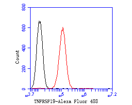 HepG2 cells were fixed,permeabilized and incubated in 5% BSA blocking buffer for 30 min at room temperature. Cells were then stained with TNFRSF19 Monoclonal Antibody(bsm-54773R)at 1:50 dilution in blocking buffer and incubated for 30 min at room temperature, washed twice with 2%BSA in PBS, followed by secondary antibody incubation for 40 min at room temperature. Acquisitions of 20,000 events were performed. Cells stained with primary antibody (red).