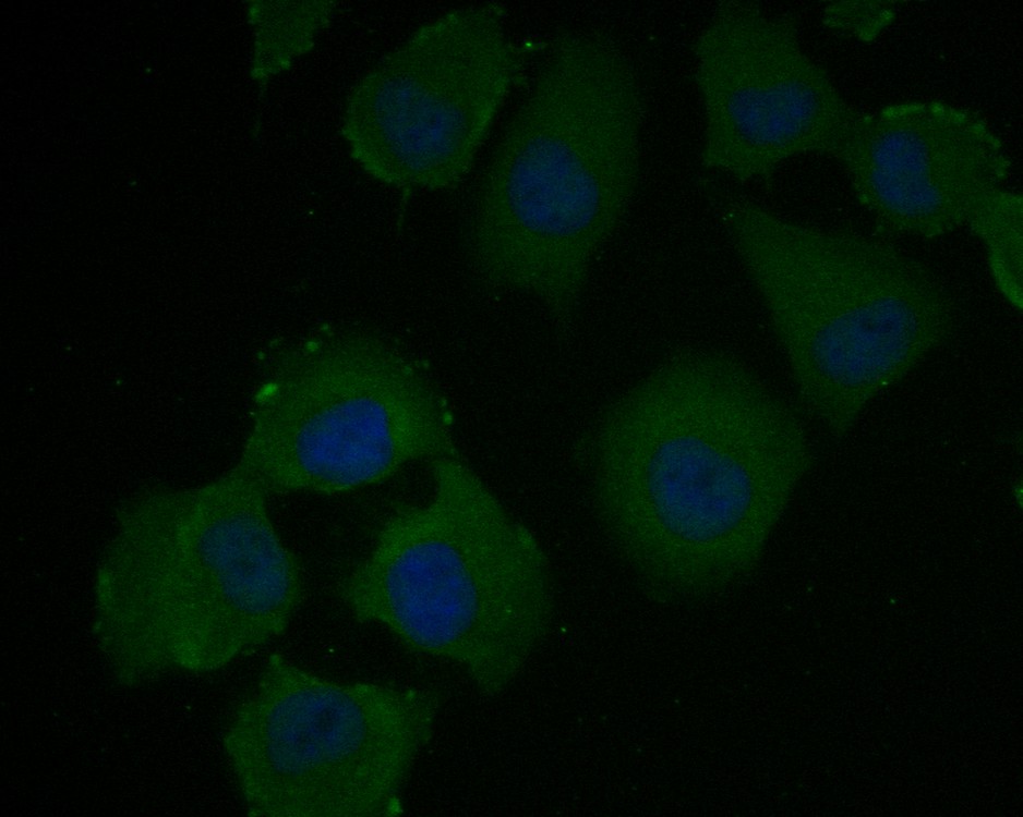 HUVEC cell;4% Paraformaldehyde-fixed; Triton X-100 at room temperature for 20 min; Blocking buffer (normal goat serum, C-0005) at 37°C for 20 min; Antibody incubation with (VEGFD) monoclonal Antibody, Unconjugated (bsm-54739R) 1:100, 90 minutes at 37°C; followed by a conjugated Goat Anti-Rabbit IgG antibody at 37°C for 90 minutes, DAPI (blue, C02-04002) was used to stain the cell nuclei.