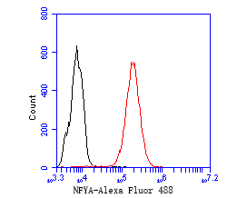 THP-1 cells were fixed,permeabilized and incubated in 5% BSA blocking buffer for 30 min at room temperature. Cells were then stained with NFYA Monoclonal Antibody(bsm-54741R)at 1:50 dilution in blocking buffer and incubated for 30 min at room temperature, washed twice with 2%BSA in PBS, followed by secondary antibody incubation for 40 min at room temperature. Acquisitions of 20,000 events were performed. Cells stained with primary antibody (red).
