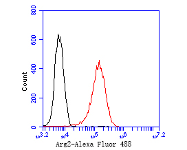 293 cells were fixed,permeabilized and incubated in 5% BSA blocking buffer for 30 min at room temperature. Cells were then stained with Arg2 Monoclonal Antibody(bsm-54747R)at 1:50 dilution in blocking buffer and incubated for 30 min at room temperature, washed twice with 2%BSA in PBS, followed by secondary antibody incubation for 40 min at room temperature. Acquisitions of 20,000 events were performed. Cells stained with primary antibody (red).