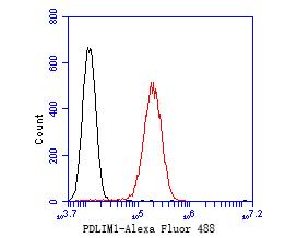 HepG2 cells were fixed,permeabilized and incubated in 5% BSA blocking buffer for 30 min at room temperature. Cells were then stained with PDLIM1 Monoclonal Antibody(bsm-54754R)at 1:50 dilution in blocking buffer and incubated for 30 min at room temperature, washed twice with 2%BSA in PBS, followed by secondary antibody incubation for 40 min at room temperature. Acquisitions of 20,000 events were performed. Cells stained with primary antibody (red).