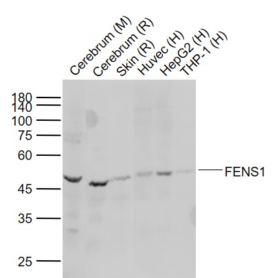 Lane 1: Mouse Cerebrum tissue lysates; Lane2: Rat Cerebrum tissue lysates; Lane 3: Rat Skin tissue lysates; Lane 4: Human Huvec cell lysates ; Lane 5: Human HepG2 cell lysates ; Lane 6: Human THP-1 cell lysates probed with FENS1 Polyclonal Antibody, Unconjugated (bs-13169R) at 1:1000 dilution and 4°C overnight incubation. Followed by conjugated secondary antibody incubation at 1:20000 for 60 min at 37˚C.