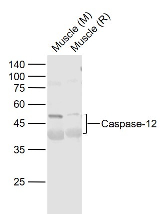 Lane 1: Mouse Muscle tissue lysates; Lane 2: Rat Muscle tissue lysates probed with Caspase-12 Polyclonal Antibody, Unconjugated (bs-1105R) at 1:1000 dilution and 4\u00b0C overnight incubation. Followed by conjugated secondary antibody incubation at 1:20000 for 60 min at 37˚C.