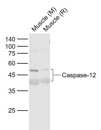 Lane 1: Mouse Muscle tissue lysates; Lane 2: Rat Muscle tissue lysates probed with Caspase-12 Polyclonal Antibody, Unconjugated (bs-1105R) at 1:1000 dilution and 4°C overnight incubation. Followed by conjugated secondary antibody incubation at 1:20000 for 60 min at 37˚C.