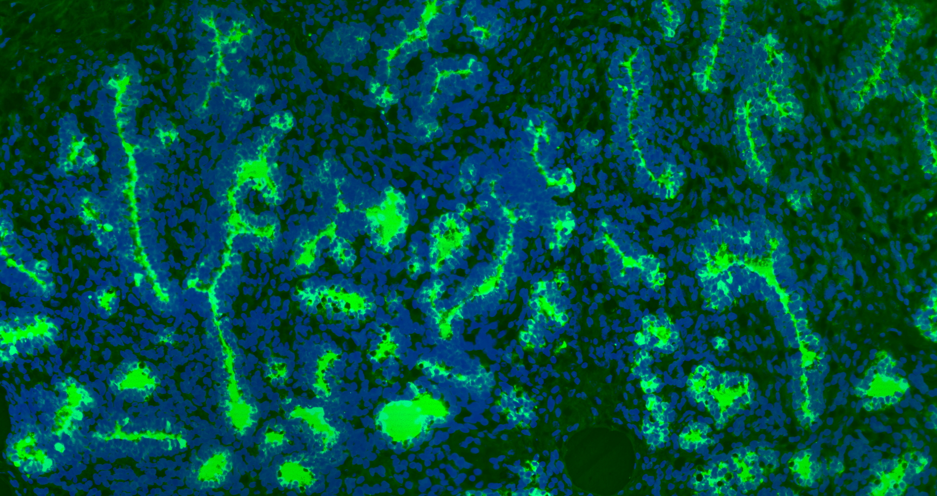 Paraformaldehyde-fixed, paraffin embedded (Sheep breast); Antigen retrieval by boiling in sodium citrate buffer (pH6.0) for 15min; Block endogenous peroxidase by 3% hydrogen peroxide for 20 minutes; Blocking buffer (normal goat serum) at 37°C for 30min; Antibody incubation with (beta lactoglobulin) Polyclonal Antibody, Unconjugated (bs-0814R) at 1:200 overnight at 4°C, followed by a conjugated Goat Anti-Rabbit IgG antibody (bs-0295G-AF488) for 90 minutes, and DAPI for nuclei staining.