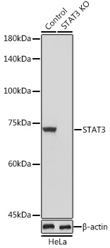 Lane 1: Human Hela cell (Control) lysates; Lane 2: STAT3 knockout (KO) Hela cell lysates probed with STAT3 Polyclonal Antibody, Unconjugated (bs-55208R) at 1:1000 dilution and 4\u00b0C overnight incubation. Followed by conjugated secondary antibody incubation at 1:20000 for 60 min at 37˚C.
