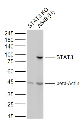 Lane 1: STAT3 knockout (KO) A549 cell lysates; Lane 2: Human A549 cell (Control) lysates probed with STAT3 Monoclonal Antibody, Unconjugated (bsm-33223M) at 1:1000 dilution and 4°C overnight incubation. Followed by conjugated secondary antibody incubation at 1:20000 for 60 min at 37˚C.