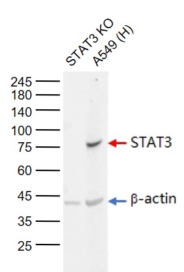 Lane 1: STAT3 knockout (KO) A549 cell lysates; Lane 2: Human A549 cell (Control) lysates probed with STAT3 Monoclonal Antibody, Unconjugated (bsm-33218M) at 1:1000 dilution and 4\u00b0C overnight incubation. Followed by conjugated secondary antibody incubation at 1:20000 for 60 min at 37˚C.
