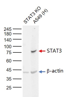 Lane 1: STAT3 knockout (KO) A549 cell lysates; Lane 2: Human A549 cell (Control) lysates probed with STAT3 Monoclonal Antibody, Unconjugated (bsm-33218M) at 1:1000 dilution and 4°C overnight incubation. Followed by conjugated secondary antibody incubation at 1:20000 for 60 min at 37˚C.