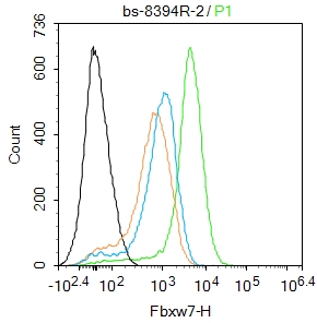 Mouse spleen cells were fixed with 4% PFA for 10min at room temperature,permeabilized with ice-cold methanol for 20 min at room temperature, and incubated in 5% BSA blocking buffer for 30 min at room temperature. Cells were then stained with Fbxw7 Antibody(bs-8394R)at 1:50 dilution in blocking buffer and incubated for 30 min at room temperature, washed twice with 2%BSA in PBS, followed by secondary antibody incubation for 40 min at room temperature. Acquisitions of 20,000 events were performed. Cells stained with primary antibody (green), and isotype control (orange). Mouse spleen cells were fixed with 4% PFA for 10min at room temperature,permeabilized with ice-cold methanol for 20 min at room temperature, and incubated in 5% BSA blocking buffer for 30 min at room temperature. Cells were then stained with Fbxw7 Antibody(bs-8394R)at 1:50 dilution in blocking buffer and incubated for 30 min at room temperature, washed twice with 2%BSA in PBS, followed by secondary antibody incubation for 40 min at room temperature. Acquisitions of 20,000 events were performed. Cells stained with primary antibody (green), and isotype control (orange).