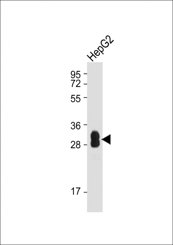 Lane 1: HepG2 cell lysates probed with SULT1A1 Monoclonal Antibody, Unconjugated (bsm-51747M) at 1:1000 dilution and 4˚C overnight incubation. Followed by conjugated secondary antibody incubation at 1:20000 for 60 min at 37˚C.