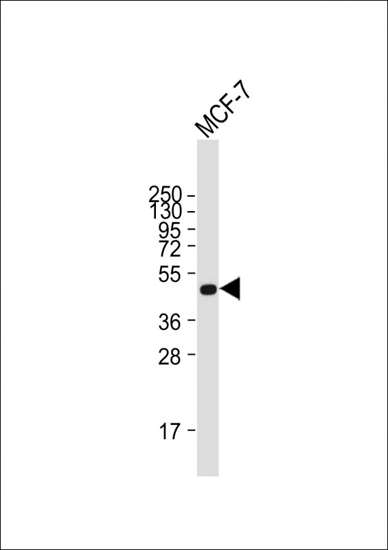 Lane 1: Mcf-7 cell lysates probed with SULT2B1 Monoclonal Antibody, Unconjugated (bsm-51745M) at 1:8000 dilution and 4˚C overnight incubation. Followed by conjugated secondary antibody incubation at 1:20000 for 60 min at 37˚C.
