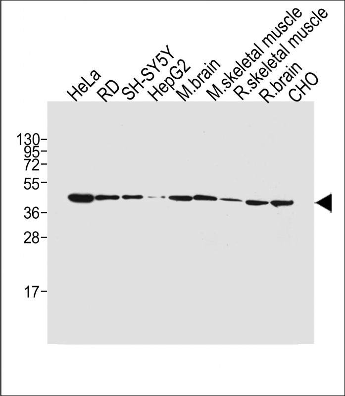 Lane 1: Hela cell lysates; Lane 2: RD cell lysates; Lane 3: SH-SY5Y cell lysates; Lane 4: HepG2 cell lysates; Lane 5: Mouse Brain lysates; Lane 6: Mouse skeletal muscle lysates; Lane 7: Rat skeletal muscle lysates; Lane 8: Rat Brain lysates; Lane 9: CHO cell lysates probed with BHLHE41 Monoclonal Antibody, Unconjugated (bsm-51744M) at 1:4000 dilution and 4˚C overnight incubation. Followed by conjugated secondary antibody incubation at 1:20000 for 60 min at 37˚C.