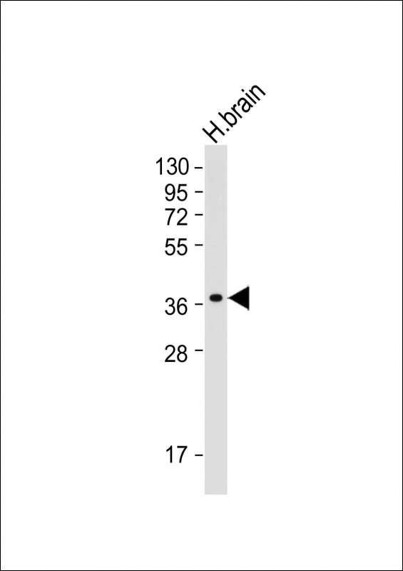 Lane 1: Human Brain lysates probed with MIR16 Monoclonal Antibody, Unconjugated (bsm-51715M) at 1:2000 dilution and 4˚C overnight incubation. Followed by conjugated secondary antibody incubation at 1:20000 for 60 min at 37˚C.