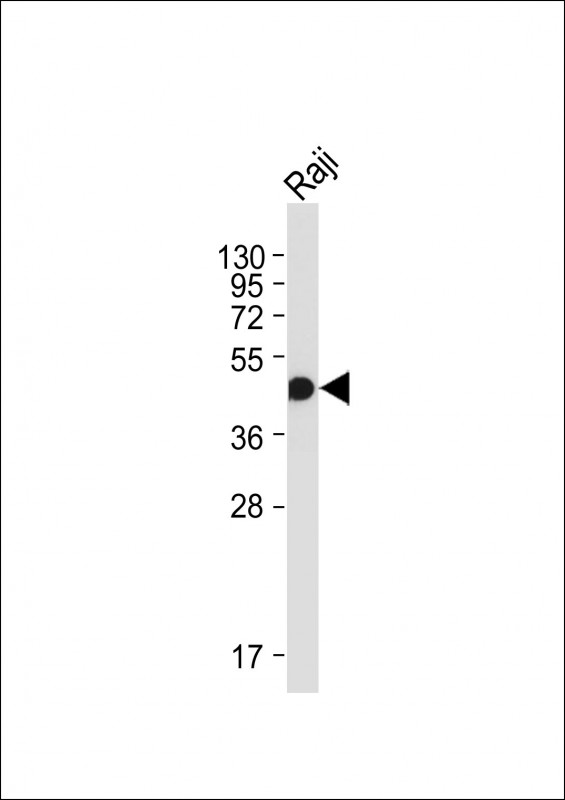Lane 1: Raji cell lysates probed with HLA-F Monoclonal Antibody, Unconjugated (bsm-51712M) at 1:2000 dilution and 4˚C overnight incubation. Followed by conjugated secondary antibody incubation at 1:20000 for 60 min at 37˚C.