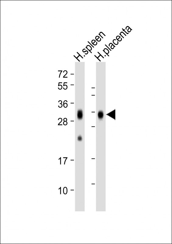 Lane 1: Human spleen lysates; Lane 2: Human placenta lysates probed with FOLR2 Monoclonal Antibody, Unconjugated (bsm-51698M) at 1:1000 dilution and 4˚C overnight incubation. Followed by conjugated secondary antibody incubation at 1:20000 for 60 min at 37˚C.