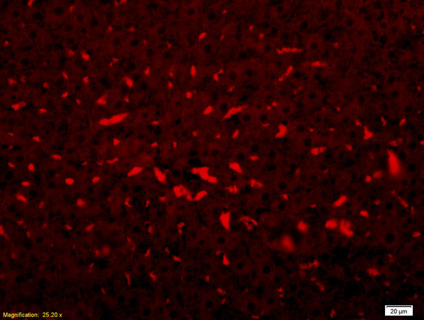 Formalin-fixed and paraffin embedded rat liver  labeled with Anti-C3 Polyclonal Antibody, Unconjugated (bs-2934R) at 1:200 followed by conjugation to the secondary antibody Goat Anti-Rabbit IgG, PE conjugated(bs-0295G-PE) used at 1:200 dilution for 40 minutes at 37\u00b0C