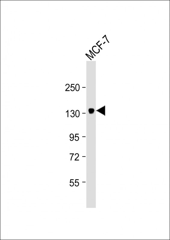 Lane 1: MCF-7 cell lysates probed with ABCB4 Monoclonal Antibody, Unconjugated (bsm-51673M) at 1:4000 dilution and 4°C overnight incubation. Followed by conjugated secondary antibody incubation at 1:20000 for 60 min at 37°C.