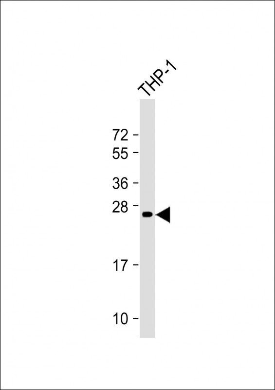 Lane 1: THP-1 cell lysates probed with Neurogenin3 Monoclonal Antibody, Unconjugated (bsm-51663M) at 1:4000 dilution and 4˚C overnight incubation. Followed by conjugated secondary antibody incubation at 1:20000 for 60 min at 37˚C.