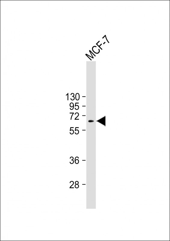 Lane 1: MCF-7 cell lysates probed with MDM2 Monoclonal Antibody, Unconjugated (bsm-51662M) at 1:4000 dilution and 4°C overnight incubation. Followed by conjugated secondary antibody incubation at 1:20000 for 60 min at 37°C.