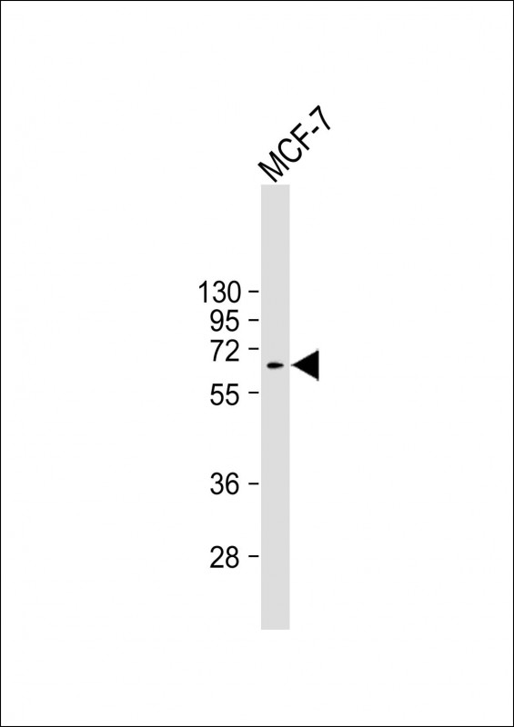 Lane 1: MCF-7 cell lysates probed with MDM2 Monoclonal Antibody, Unconjugated (bsm-51662M) at 1:4000 dilution and 4˚C overnight incubation. Followed by conjugated secondary antibody incubation at 1:20000 for 60 min at 37˚C.