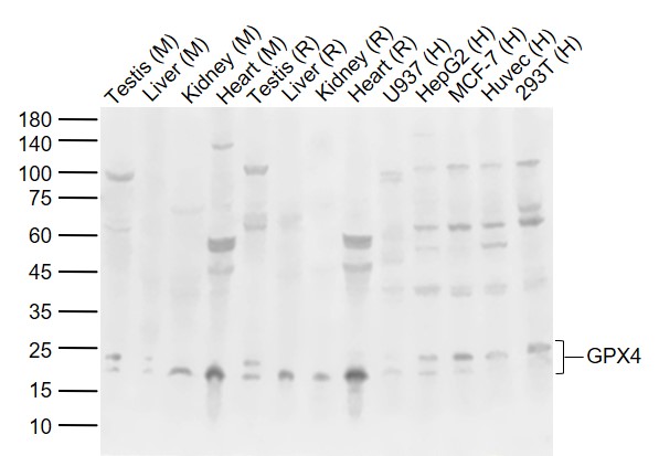Lane 1: Mouse Testis tissue lysates; Lane 2: Mouse Liver tissue lysates; Lane 3: Mouse Kidney tissue lysates; Lane 4: Mouse Heart tissue lysates ; Lane 5: Rat Testis tissue lysates ; Lane 6: Rat Liver tissue lysates; Lane 7: Rat Kidney tissue lysates; Lane 8: Rat Heart tissue lysates; Lane 9: U937 cell lysates; Lane 10: HepG2 cell lysates; Lane 11: MCF-7 cell lysates; Lane 12: Huvec cell lysates; Lane 13: 293T cell lysates probed with GPX4 Polyclonal Antibody, Unconjugated (bs-3884R) at 1:1000 dilution and 4°C overnight incubation. Followed by conjugated secondary antibody incubation at 1:20000 for 60 min at 37˚C.