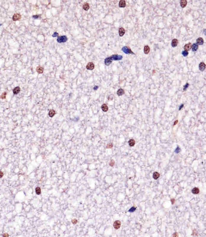 Paraformaldehyde-fixed, paraffin embedded Monkey brain; Antigen retrieval by boiling in sodium citrate buffer (pH6.0) for 15min; Block endogenous peroxidase by 3% hydrogen peroxide for 20 minutes; Blocking buffer (normal goat serum) at 37°C for 30min; Antibody incubation with YY1(Nuclear Loading Control) Monoclonal Antibody, Unconjugated (bsm-51566M) at 1:25 overnight at 4°C, DAB staining.