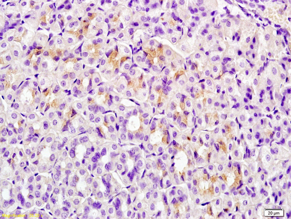 Formalin-fixed and paraffin embedded mouse stomach tissue labeled with Anti-ERG25 Polyclonal Antibody, Unconjugated (bs-2947R) at 1:200 followed by conjugation to the secondary antibody and DAB staining