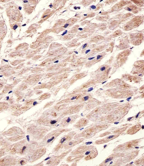 Paraformaldehyde-fixed, paraffin embedded Human heart; Antigen retrieval by boiling in sodium citrate buffer (pH6.0) for 15min; Block endogenous peroxidase by 3% hydrogen peroxide for 20 minutes; Blocking buffer (normal goat serum) at 37°C for 30min; Antibody incubation with CHRM2 Monoclonal Antibody, Unconjugated (bsm-51598M) at 1:25 overnight at 4°C, DAB staining.