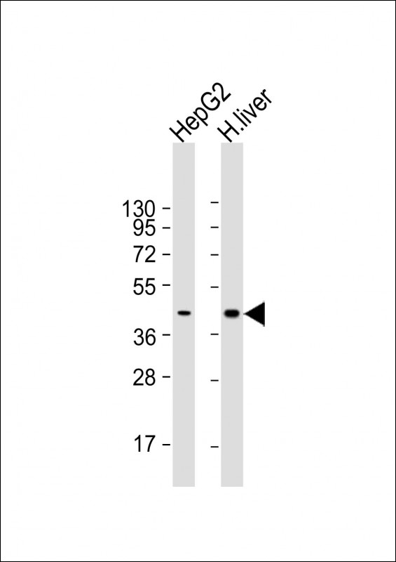 Lane 1: HepG2 cell lysates; Lane 2: Human liver tissue lysates probed with AGXT Monoclonal Antibody, Unconjugated (bsm-51638M) at 1:1000~2000 dilution and 4°C overnight incubation. Followed by conjugated secondary antibody incubation at 1:20000 for 60 min at 37˚C.