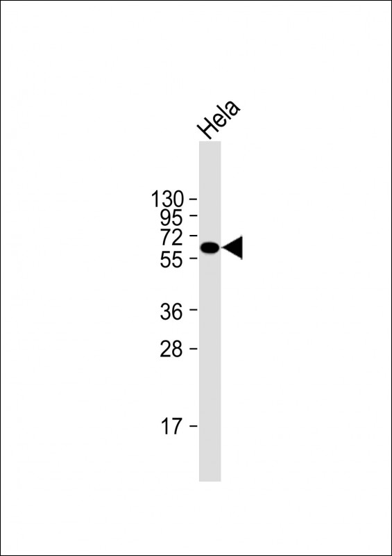 Lane 1: Hela cell lysates probed with Natriuretic Peptide Receptor C Monoclonal Antibody, Unconjugated (bsm-51637M) at 1:2000 dilution and 4°C overnight incubation. Followed by conjugated secondary antibody incubation at 1:20000 for 60 min at 37˚C. Lane 1: Hela cell lysates probed with Natriuretic Peptide Receptor C Monoclonal Antibody, Unconjugated (bsm-51637M) at 1:2000 dilution and 4°C overnight incubation. Followed by conjugated secondary antibody incubation at 1:20000 for 60 min at 37˚C.