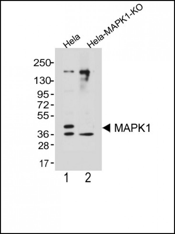 Lane 1: Hela cell lysates; Lane 2: Hela-MAPK1 KO cell lysates probed with Erk2 Monoclonal Antibody, Unconjugated (bsm-51555M) at 1:1000 dilution and 4°C overnight incubation. Followed by conjugated secondary antibody incubation at 1:20000 for 60 min at 37˚C.