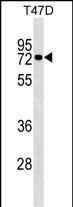 Lane 1: T47D cell lysates probed with MX1 Monoclonal Antibody, Unconjugated (bsm-51528M) at 1:1000 dilution and 4°C overnight incubation. Followed by conjugated secondary antibody incubation at 1:20000 for 60 min at 37˚C.