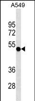 Lane 1: A549 cell lysates probed with RUVBL1 Monoclonal Antibody, Unconjugated (bsm-51521M) at 1:1000 dilution and 4°C overnight incubation. Followed by conjugated secondary antibody incubation at 1:20000 for 60 min at 37˚C.