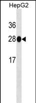 Lane 1: HepG2 cell lysates probed with HNMT Monoclonal Antibody, Unconjugated (bsm-51513M) at 1:1000 dilution and 4°C overnight incubation. Followed by conjugated secondary antibody incubation at 1:20000 for 60 min at 37˚C.