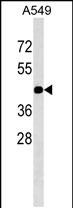 Lane 1: A549 cell lysates probed with GJC2 Monoclonal Antibody, Unconjugated (bsm-51507M) at 1:1000 dilution and 4°C overnight incubation. Followed by conjugated secondary antibody incubation at 1:20000 for 60 min at 37˚C.
