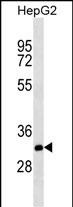 Lane 1: HepG2 cell lysates probed with THAP11 Monoclonal Antibody, Unconjugated (bsm-51505M) at 1:1000 dilution and 4°C overnight incubation. Followed by conjugated secondary antibody incubation at 1:20000 for 60 min at 37˚C.
