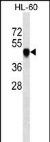 Lane 1: HL-60 cell lysates probed with RCC1 Monoclonal Antibody, Unconjugated (bsm-51500M) at 1:1000 dilution and 4°C overnight incubation. Followed by conjugated secondary antibody incubation at 1:20000 for 60 min at 37°C.
