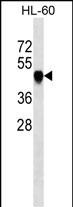 Lane 1: HL-60 cell lysates probed with RCC1 Monoclonal Antibody, Unconjugated (bsm-51500M) at 1:1000 dilution and 4°C overnight incubation. Followed by conjugated secondary antibody incubation at 1:20000 for 60 min at 37˚C.