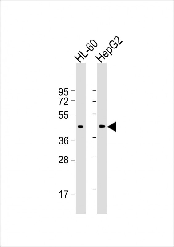 Lane 1: HL-60 cell lysates; Lane 2: HepG2 cell lysates probed with METAP1 Monoclonal Antibody, Unconjugated (bsm-51490M) at 1:2000 dilution and 4°C overnight incubation. Followed by conjugated secondary antibody incubation at 1:20000 for 60 min at 37˚C.