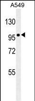 Lane 1: A549 cell lysates probed with ZEB1 Monoclonal Antibody, Unconjugated (bsm-51479M) at 1:1000 dilution and 4°C overnight incubation. Followed by conjugated secondary antibody incubation at 1:20000 for 60 min at 37˚C.