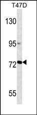 Lane 1: T47D cell lysates probed with MMP2 Monoclonal Antibody, Unconjugated (bsm-51472M) at 1:1000 dilution and 4°C overnight incubation. Followed by conjugated secondary antibody incubation at 1:20000 for 60 min at 37˚C.
