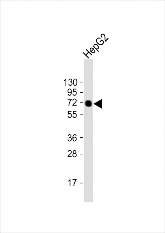Lane 1: Human HepG2 cell lysate probed with AFP Monoclonal Antibody, Unconjugated (bsm-51467M) at 1:500 dilution and 4°C overnight incubation. Followed by conjugated secondary antibody incubation at 1:20000 for 60 min at 37˚C.