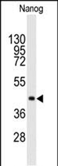Lane 1: NANOG Recombinant protein probed with NANOG Monoclonal Antibody, Unconjugated (bsm-51459M) at 1:1000 dilution and 4°C overnight incubation. Followed by conjugated secondary antibody incubation at 1:20000 for 60 min at 37˚C.