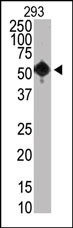 Lane 1: 293 cell lysates probed with KMT5A Monoclonal Antibody, Unconjugated (bsm-51454M) at 1:1000 dilution and 4°C overnight incubation. Followed by conjugated secondary antibody incubation at 1:20000 for 60 min at 37°C.