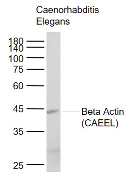 Lane 1:  Caenorhabditis Elegans tissue lysates probed with Beta Actin (CAEEL) Monoclonal Antibody, Unconjugated (bsm-8770M) at 1:1000 dilution and 4°C overnight incubation. Followed by conjugated secondary antibody incubation at 1:20000 for 60 min at 37°C.