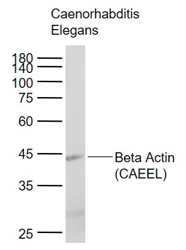 Beta Actin (CAEEL,Loading Control) Monoclonal Antibody